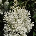 Syringa josikae 'Holber' fleur